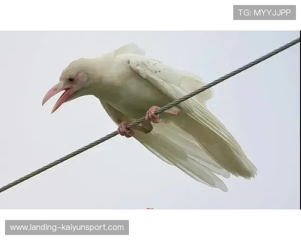 乌鸦主帅称团队凝聚力是成功关键，乌鸦聚齐